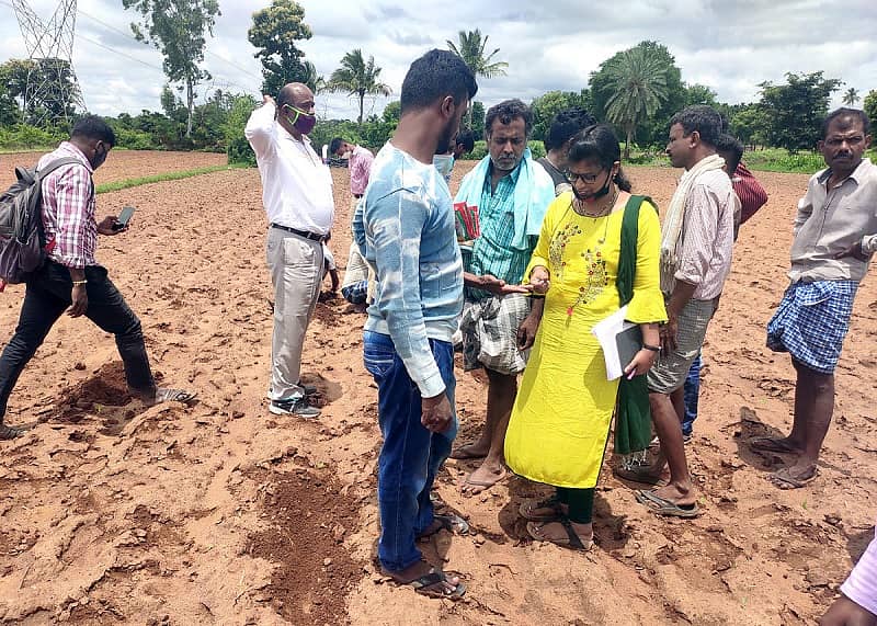 ನೇರಳೆಘಟ್ಟ ಗ್ರಾಮದಲ್ಲಿ ಸಿಪಿ-818 ಜೋಳದ ಬೀಜ ನಾಟಿ ಮಾಡಿದ್ದ ರೈತರ ಹೊಲಗಳಿಗೆ ಕೃಷಿ ಇಲಾಖೆ ಅಧಿಕಾರಿ ರೂಪ ಭೇಟಿ ನೀಡಿ ಪರಿಶೀಲನೆ ನಡೆಸಿದರು