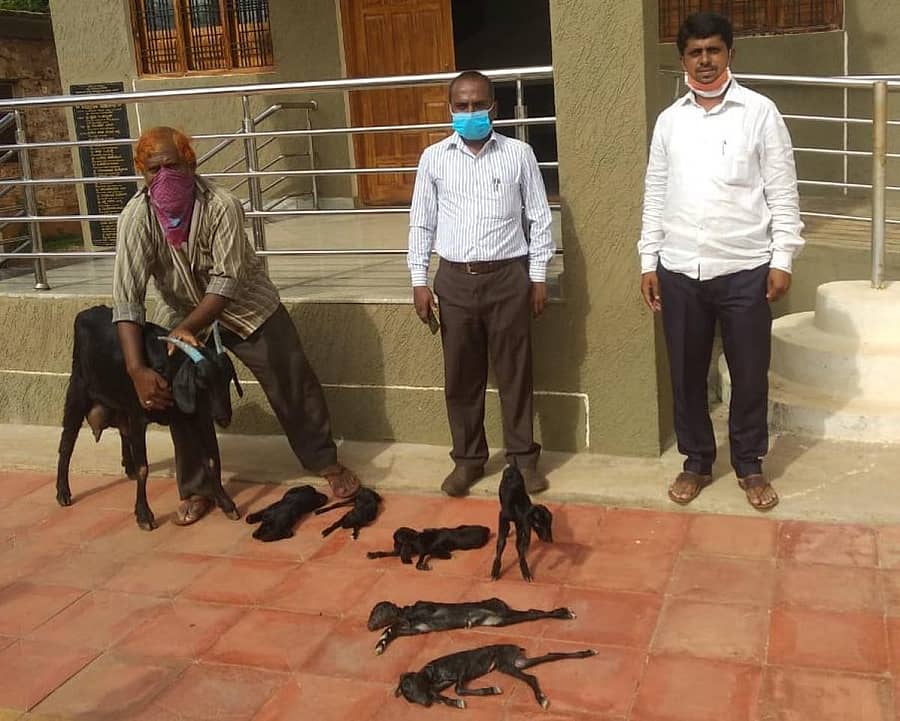 ಬೀದರ್ನ ಪಶು ಪಾಲನೆ ಮತ್ತು ಪಶು ವೈದ್ಯಕೀಯ ಸೇವಾ ಇಲಾಖೆಯ ಪಾಲಿ ಕ್ಲಿನಿಕ್ನಲ್ಲಿ ಶುಕ್ರವಾರ ಆರು ಮರಿಗಳಿಗೆ ಜನ್ಮ ನೀಡಿದ ಅಬ್ದುಲ್ ವಾಹಬ್ ಅವರ ಮೇಕೆ