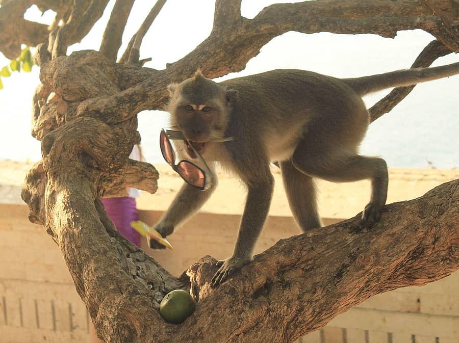 ಮಹಿಳೆಯೊಬ್ಬಳಿಂದ ಕನ್ನಡಕ ಕದ್ದಿರುವ ಮಂಗ