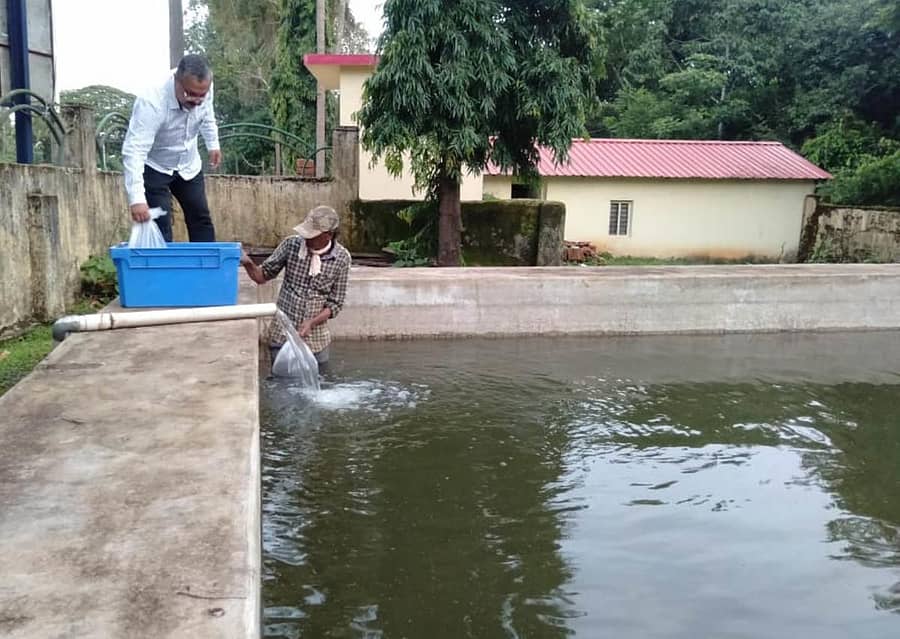 ಶಿರಸಿಯ ಮೀನುಗಾರಿಕಾ ಇಲಾಖೆಯ ಆವರಣದ ಟಾಕಿಗಳಲ್ಲಿ ಮೀನು ಮರಿಗಳನ್ನು ಬಿಡಲಾಯಿತು