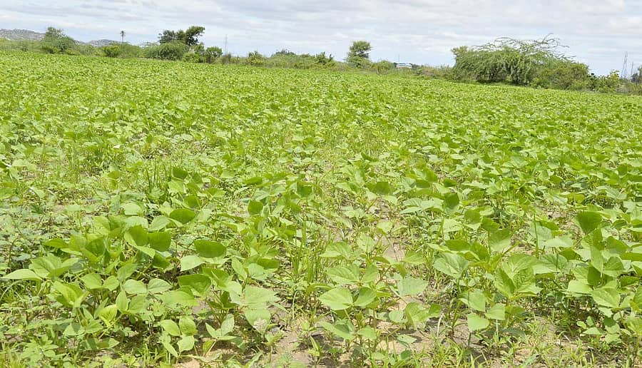 ಯಾದಗಿರಿ ನಗರದ ಹೊರ ವಲಯದಲ್ಲಿ ಬೆಳೆದಿರುವ ಹೆಸರು ಬೆಳೆ