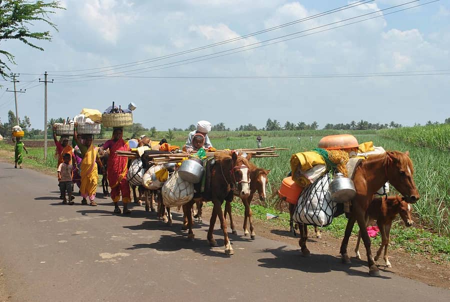 ಚಿಕ್ಕೋಡಿಯಲ್ಲಿ ವಲಸೆ ಹೊರಟಿದ್ದ ಕುರಿಗಾಹಿಗಳುಪ್ರಜಾವಾಣಿ ಚಿತ್ರ