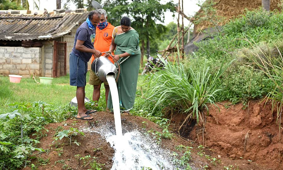ತಿಪ್ಪೆಗೆ ಹಾಲು ಸುರಿಯುತ್ತಿರುವ ರೈತ ದಂಪತಿ