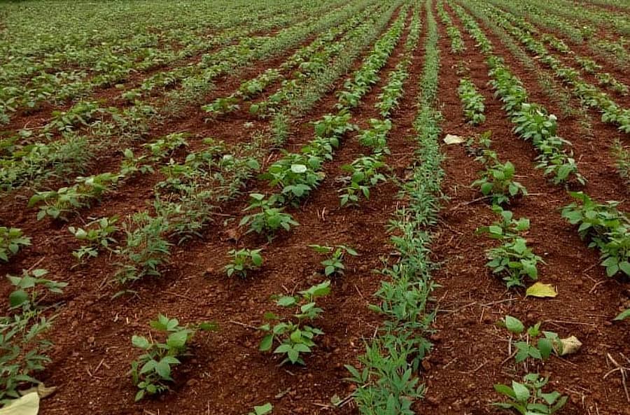 ಬೀದರ್ ತಾಲ್ಲೂಕಿನ ಜನವಾಡ ಸಮೀಪದ ಹೊಲದಲ್ಲಿ ಬೆಳೆದ ಹೆಸರು ಹಾಗೂ ತೊಗರಿ