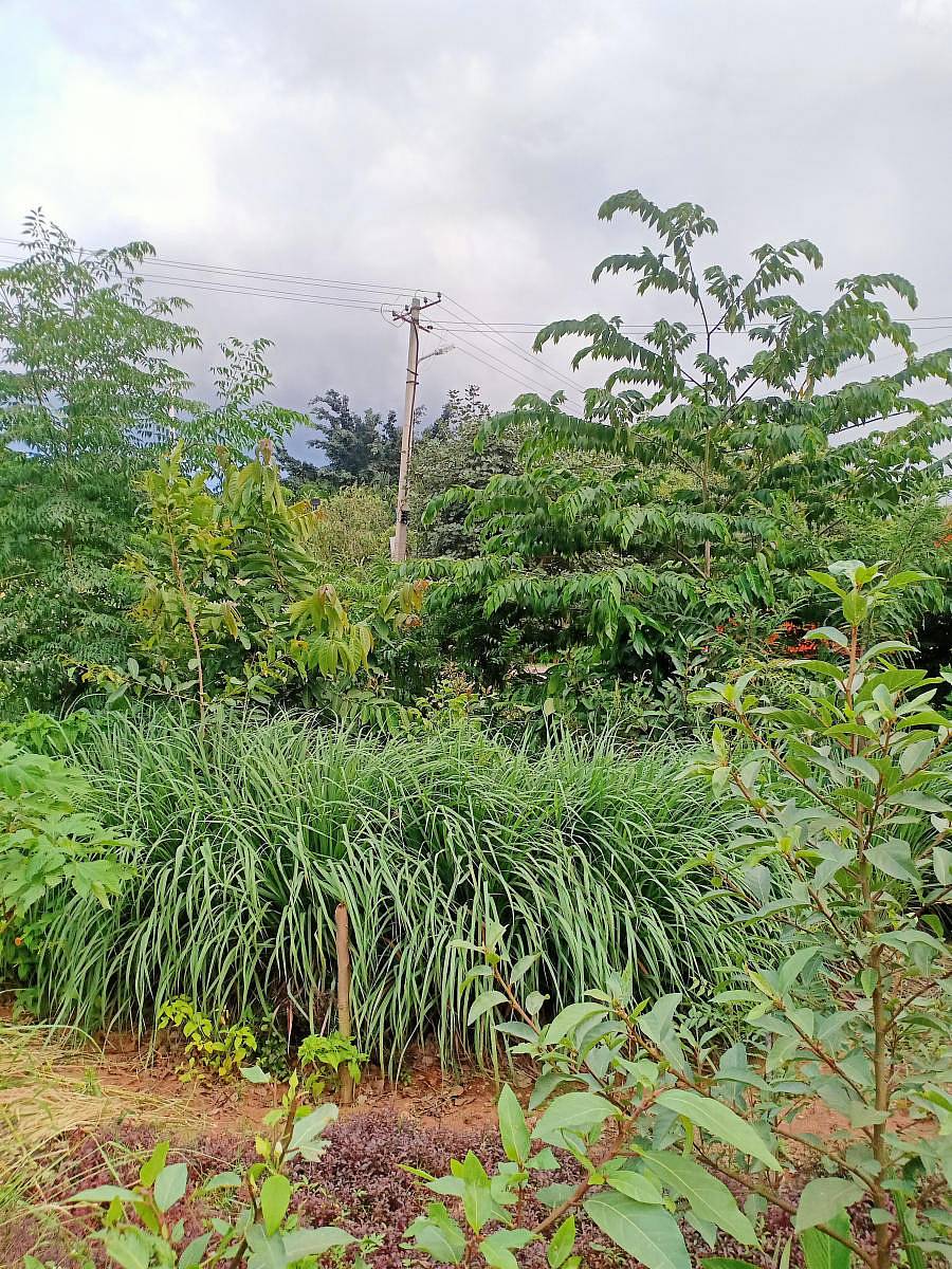 ಜೆ.ಪಿ.ನಗರ 9ನೇ ಹಂತದಲ್ಲಿ ಬೆಳೆದಿರುವ ಮಿಯಾವಕಿ ಮಾದರಿಯ ಕಿರು ಅರಣ್ಯ