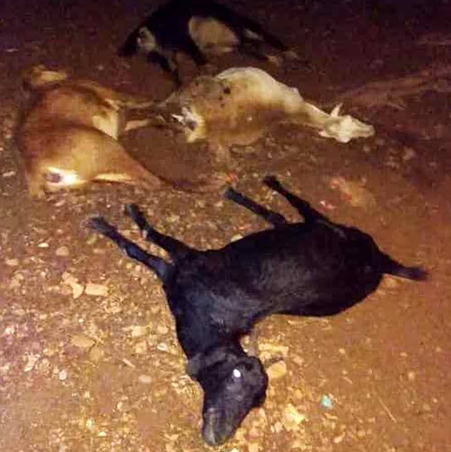 ರಾಣೆಬೆನ್ನೂರು ತಾಲ್ಲೂಕಿನ ದೇವರಗುಡ್ಡ ಗ್ರಾಮದಲ್ಲಿ ವಿಷಾಹಾರ ಸೇವಿಸಿ 17ಕ್ಕೂ ಹೆಚ್ಚು ಕುರಿ ಮತ್ತು ಆಡುಗಳು ಸಾವನ್ನಪ್ಪಿವೆ 