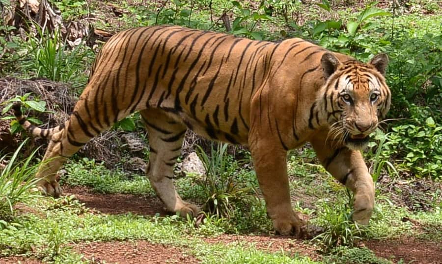 ಪ್ರಾತಿನಿಧಿಕ ಚಿತ್ರ 
