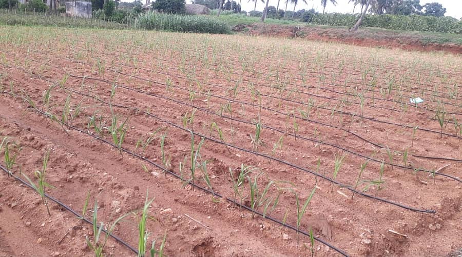 ದಾರಿಪುರ ಗ್ರಾಮದಲ್ಲಿ ರೈತರೊಬ್ಬರು ಕಬ್ಬನ್ನು ನಾಟಿ ಮಾಡಿದ್ದಾರೆ