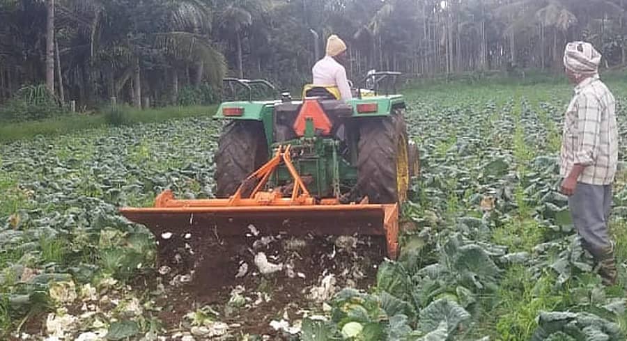 ಚಿಕ್ಕಮಗಳೂರು ತಾಲ್ಲೂಕಿನ ಅಯ್ಯನಹಳ್ಳಿಯ ಹೊಲದಲ್ಲಿನ ಎಲೆಕೋಸನ್ನು ರೊಟವೇಟರ್ ಬಳಸಿ ಮಣ್ಣುಪಾಲು ಮಾಡಿದರು.