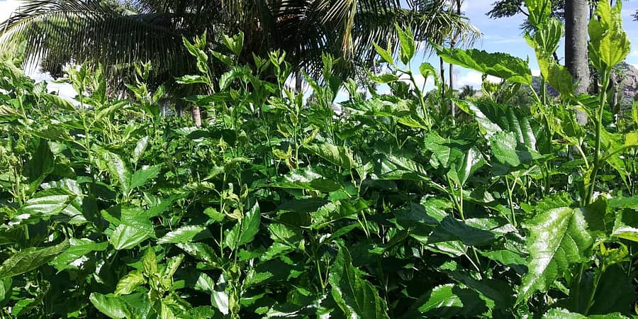 ರೇಷ್ಮೆತೊಟಕ್ಕೆ ನುಷಿ ಮತ್ತು ಹೇನುಹುಳು ರೋಗ ತಗುಲಿರುವುದು