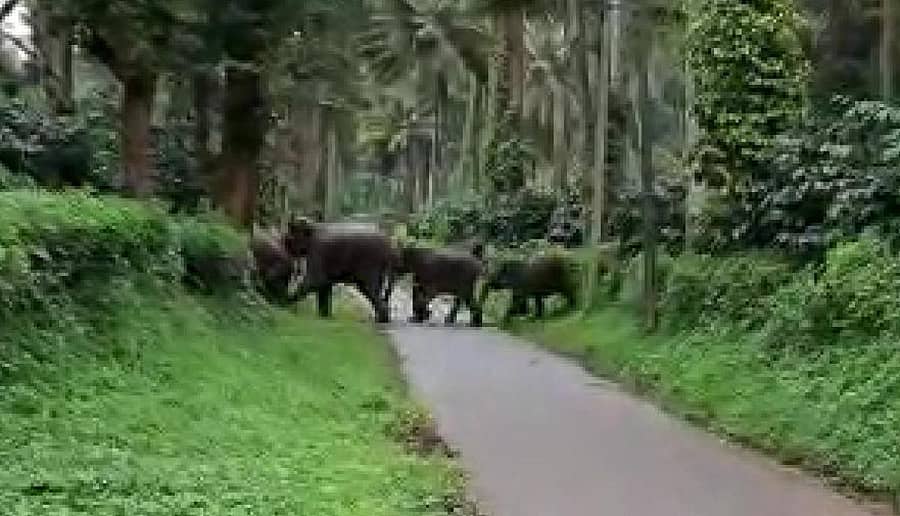 ಗುಹ್ಯ ಗ್ರಾಮದಲ್ಲಿ ಬೀಡುಬಿಟ್ಟಿರುವ ಕಾಡಾನೆ ಹಿಂಡು