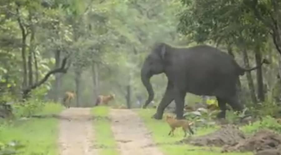 ಆನೆಯನ್ನು ಸುತ್ತುವರಿದಿರುವ ಸೀಳುನಾಯಿಗಳು (ವಿಡಿಯೊ ಚಿತ್ರ)