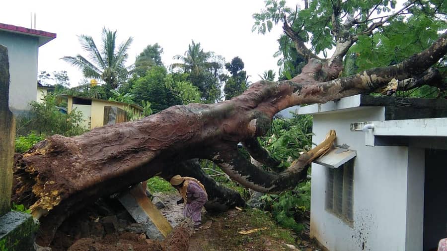 ಭಾರಿ ಮಳೆಗೆ ಮನೆಯ ಮೇಲೆ ಬಿದ್ದಿರುವ ಮರ