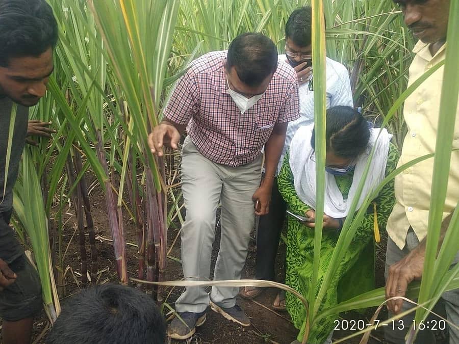 ಬೆಳಗಾವಿ ತಾಲ್ಲೂಕಿನ ಹಿರೇಬಾಗೇವಾಡಿ ಭಾಗದಲ್ಲಿ ಕಬ್ಬು ಬೆಳೆಗೆ ಗೊಣ್ಣೆ ಹುಳುಗಳ ಬಾಧೆ ಕಾಣಿಸಿಕೊಂಡಿರುವುದನ್ನು ಕೃಷಿ ಇಲಾಖೆ ಅಧಿಕಾರಿಗಳು ಈಚೆಗೆ ಪರಿಶೀಲಿಸಿದರು
