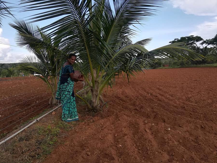 ಬಿತ್ತನೆಗಾಗಿ ಉಳುಮೆ ಮಾಡಿರುವ ತಮ್ಮ ಜಮೀನಿನಲ್ಲಿರುವ ತೆಂಗಿನ ಸಸಿಗೆ ನೀರು ಎರೆಯುತ್ತಿರುವ ಮೀನಾ
