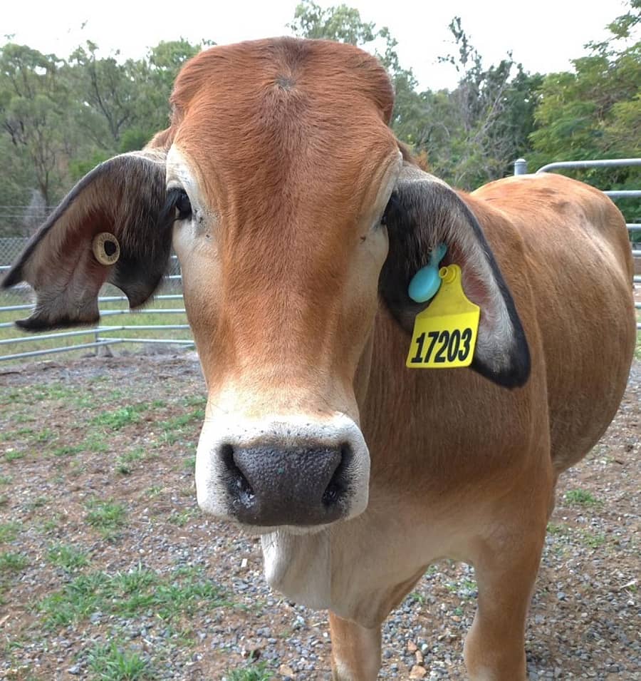 ಜಾನುವಾರು ಕಿವಿಗೆ ಅಳವಡಿಸಿರುವ ಗುರುತಿನ ಕಾರ್ಡ್ (ಸಾಂದರ್ಭಿಕ ಚಿತ್ರ)