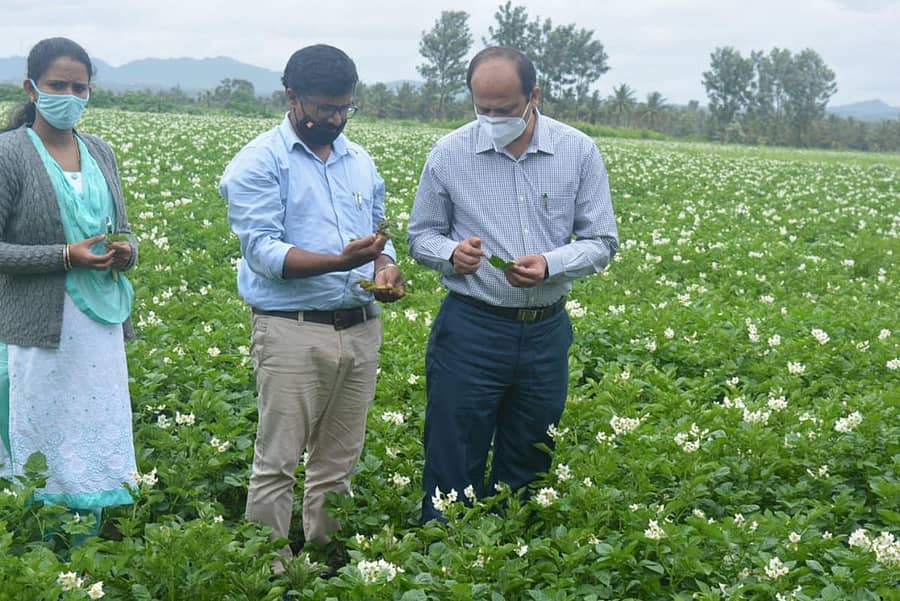 ಹಾಸನ ತಾಲ್ಲೂಕಿನಲ್ಲಿ ಆಲೂಗಡ್ಡೆ ಹೊಲಕ್ಕೆ ತೋಟಗಾರಿಕೆ ಇಲಾಖೆ ಅಧಿಕಾರಿಗಳು ಭೇಟಿ ನೀಡಿ, ರೈತರಿಗೆ ಸಲಹೆ ನೀಡಿದರು.