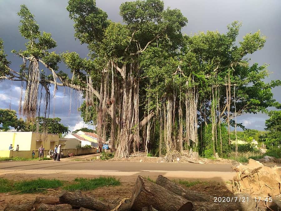 ಮೊದಲು ಹೀಗಿದ್ದೆ (ಹಾಲುಗೋಣದ ಆಲದ ಮರ)