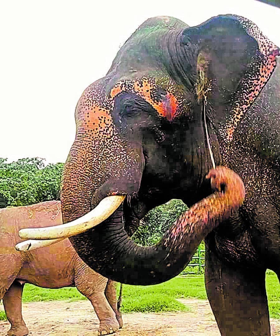 ಆನೆ ಕಡ್ಡಿಯನ್ನು ಬಳಸಿ ತನ್ನ ಕಿವಿಯನ್ನು ಸ್ವಚ್ಛಗೊಳಿಸಿಕೊಳ್ಳುತ್ತಿರುವುದು