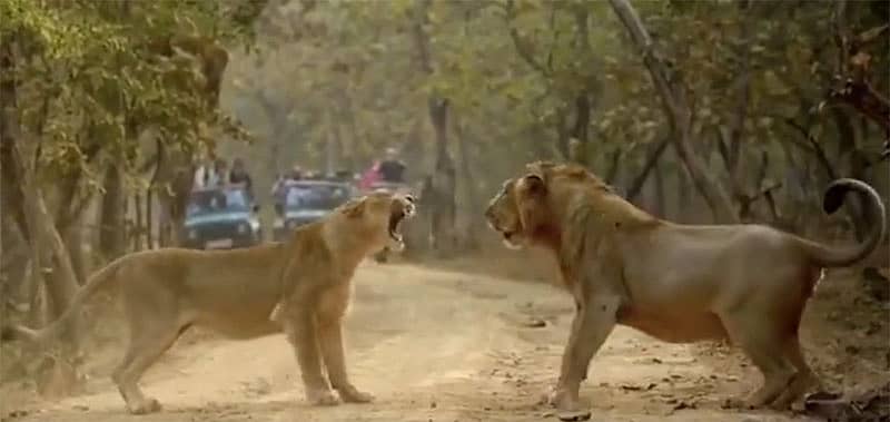 ಸಿಂಹ–ಸಿಂಹಿಣಿಯ ಕಾದಾಟ