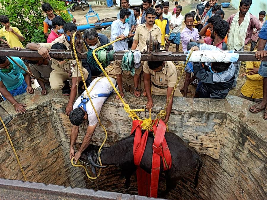 ಹರಪನಹಳ್ಳಿ ತಾಲ್ಲೂಕಿನ ಲಕ್ಷ್ಮೀಪುರ ತಾಂಡಾದಲ್ಲಿ 80 ಅಡಿ ಆಳದ ಬಾವಿಯಲ್ಲಿ ಮಂಗಳವಾರ ಬಿದ್ದಿದ್ದ ಎಮ್ಮೆಯನ್ನು ದಾವಣಗೆರೆಯ ಅಗ್ನಿಶಾಮಕ ದಳದ ಸಿಬ್ಬಂದಿ ಸುರಕ್ಷಿತವಾಗಿ ಹೊರ ತೆಗೆದರು.