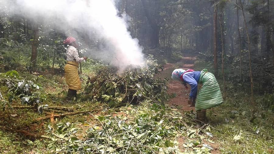 ಚಿಕ್ಕಮಗಳೂರಿನ ಗಿರಿಶ್ರೇಣಿಯ ಕಲ್ಲೇದೇವರಪುರ ಬಳಿಯ ಎಸ್ಟೇಟ್‌ವೊಂದರಲ್ಲಿ ಬಿಳಿ ಕಾಂಡ ಕೊರಕ ಹುಳ ಬಾಧಿತ ಗಿಡಗಳನ್ನು ಮಂಗಳವಾರ ಸುಡುತ್ತಿರುವುದು.