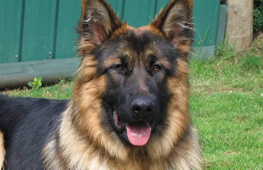 ಕೋವಿಡ್ನಿಂದ ಮೃತಪಟ್ಟ 'ಬಡ್ಡಿ'