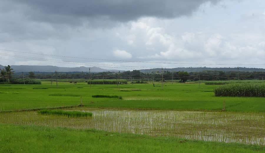ಬೆಳಗಾವಿ ಸಮೀಪದ ಭತ್ತದ ಹೊಲದ ದೃಶ್ಯಚಿತ್ರ; ಏಕನಾಥ ಅಗಸಿಮನಿ
