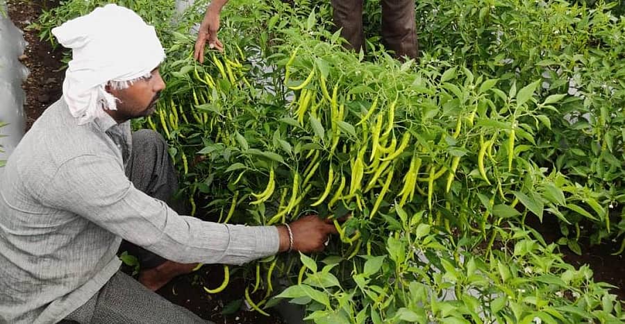 ಕಮಲನಗರ ತಾಲ್ಲೂಕಿನ ಗಂಗನಬೀಡ್ ರೈತ ಅಂಕುಶ ವಾಡಿಕರ್ ತಮ್ಮ ಹೊಲದಲ್ಲಿ ಬೆಳೆದ ಮೆಣಸಿನಕಾಯಿ ತೋರಿಸುತ್ತಿರುವುದು