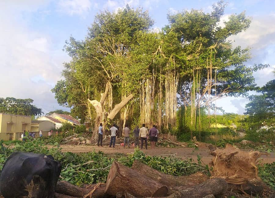 ಹಾಲುಗೊಣ ಗ್ರಾಮದ ಬಳಿಯಲ್ಲಿ ಇದ್ದ 200 ವರ್ಷದ ಹಳೆಯ ಆಲದ ಮರವನ್ನು ಕತ್ತರಿಸುತ್ತಿರುವ ದೃಶ್ಯ