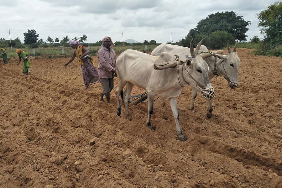 ಚಿಂತಾಮಣಿ ತಾಲ್ಲೂಕಿನ ಹೊಲವೊಂದರಲ್ಲಿ ನೆಲಗಡಲೆ ಬಿತ್ತನೆಯಲ್ಲಿ ತೊಡಗಿರುವ ರೈತ