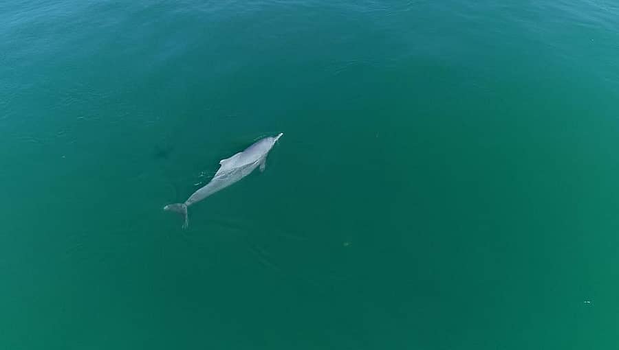 ಕುಂದಾಪುರದ ಕೋಡಿ-ಗಂಗೊಳ್ಳಿಯ ಸೀವಾಕ್ ಪ್ರದೇಶದಲ್ಲಿ ಕಾಣಿಸಿಕೊಂಡ ಡಾಲ್ಫಿನ್.