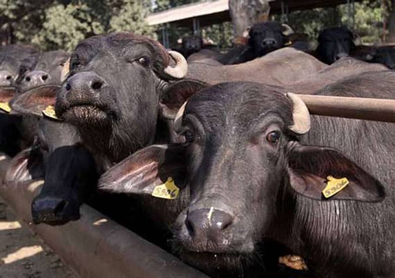 ಜಾನುವಾರುಗಳು–ಸಾಂದರ್ಭಿಕ ಚಿತ್ರ
