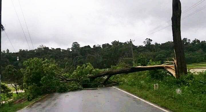 ಮೂಡಿಗೆರೆ- ಸಕಲೇಶಪುರ ಮಾರ್ಗದಲ್ಲಿ ವೃಕ್ಷವೊಂದು ರಸ್ತೆಗೆ ಉರುಳಿದೆ