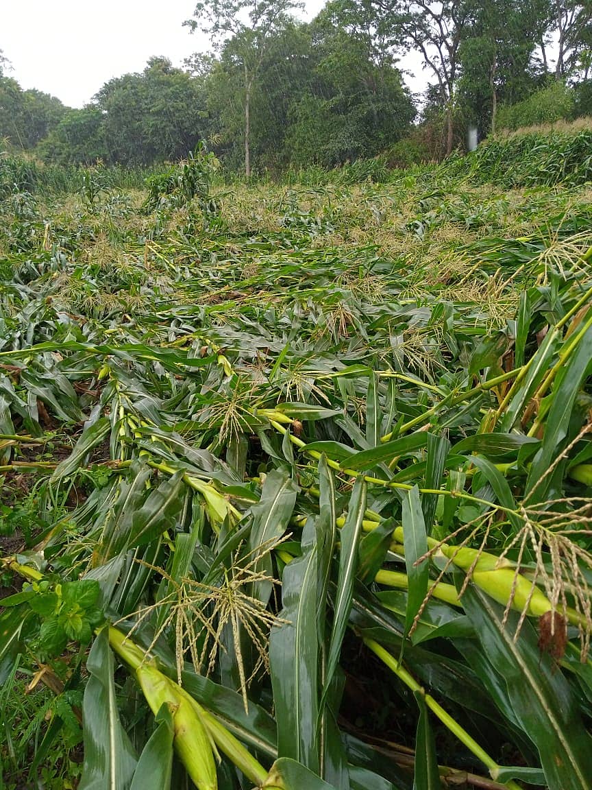 ಮಳೆಯಿಂದಾಗಿ ಜೋಳದ ಬೆಳೆ ನಾಶವಾಗಿರುವ ದೃಶ್ಯ