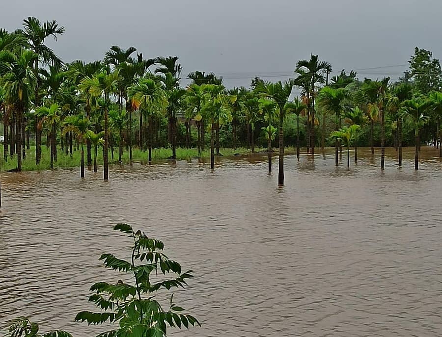 ಶಿರಸಿ ಸಮೀಪ ವರದಾ ನದಿಯ ಪ್ರವಾಹದಲ್ಲಿ ಕೃಷಿ ಭೂಮಿ ಜಲಾವೃತವಾಗಿದೆ