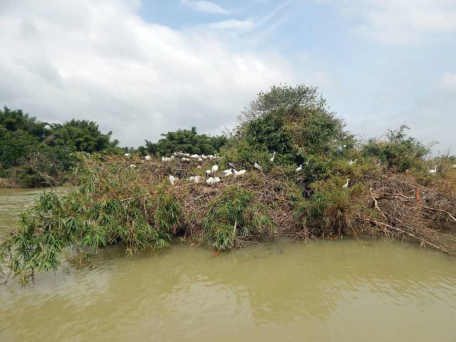 ಶ್ರೀರಂಗಪಟ್ಟಣ ಸಮೀಪದ ರಂಗನತಿಟ್ಟು ಪಕ್ಷಿಧಾಮದಲ್ಲಿ ಶನಿವಾರ ನೀರಿನ ಮಟ್ಟ ಹೆಚ್ಚಿರುವುದು (ಎಡಚಿತ್ರ). ಪಶ್ಚಿಮ ವಾಹಿನಿಯ ಐತಿಹಾಸಿಕ ದೇವಾಲಯಗಳು ಜಲಾವೃತವಾಗಿವೆ