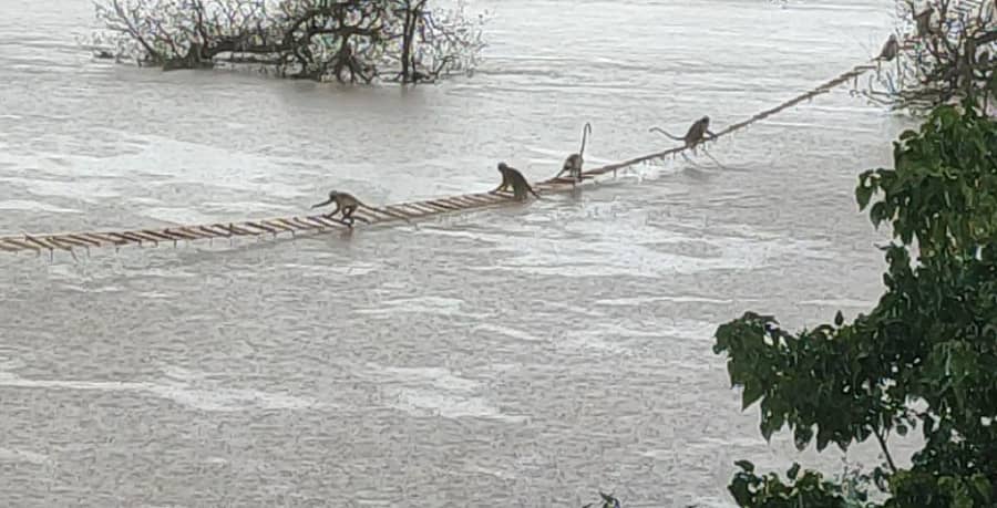 ಹರಿಹರದ ರಾಜನಹಳ್ಳಿ ಗ್ರಾಮದ ಬಳಿಯ ತುಂಗಭದ್ರಾ ನದಿಯಲ್ಲಿ ಸಿಲುಕಿದ್ದ ಮುಸಿಯಾಗಳು ಭಾನುವಾರ ಹಗ್ಗದ ಸೇತುವೆ ಮೂಲಕ ದಂಡೆಗೆ ಬರುತ್ತಿರುವುದು