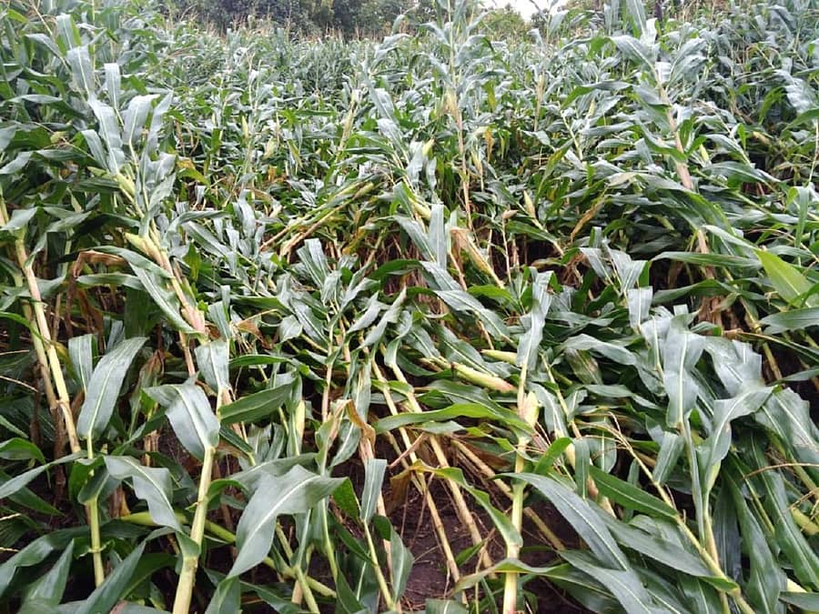 ಮುಂಡಗೋಡ ತಾಲ್ಲೂಕಿನ ಅರಿಶಿಣಗೇರಿ ಗ್ರಾಮದಲ್ಲಿ ಗಾಳಿಮಳೆಗೆ ಗೋವಿನಜೋಳ ಬೆಳೆ ಹಾನಿಯಾಗಿರುವುದು