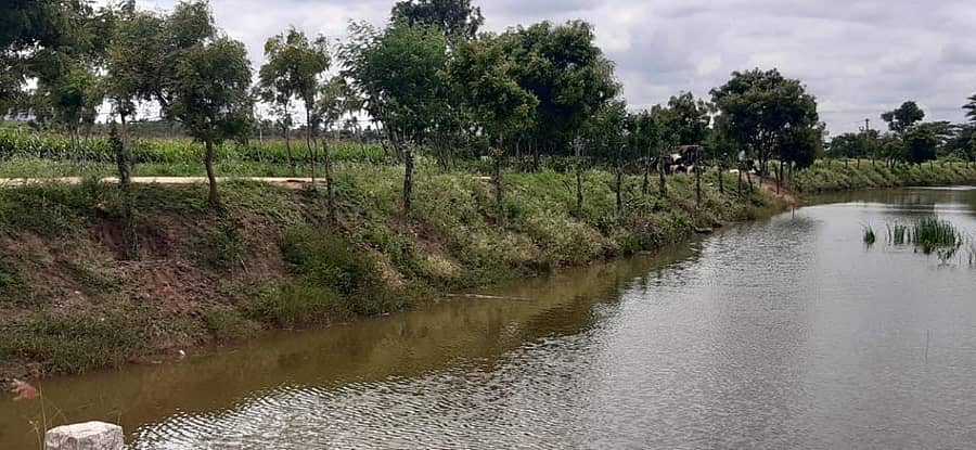 ಕೋಲಾರ ತಾಲ್ಲೂಕಿನ ಸುಗಟೂರು ಬಳಿ ಕೆ.ಸಿ ವ್ಯಾಲಿ ಯೋಜನೆ ಕಾಲುವೆ ಬದುವಿನಲ್ಲಿ ಅರಣ್ಯ ಇಲಾಖೆಯಿಂದ ಗಿಡ ನೆಟ್ಟಿರುವುದು.