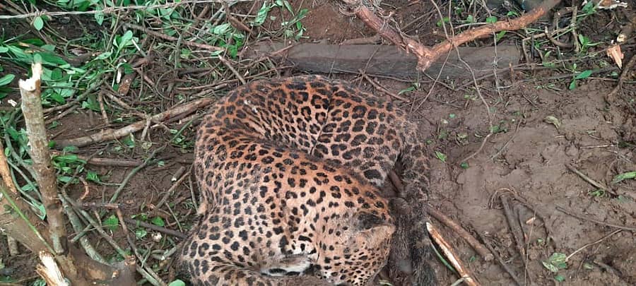 ಉರುಳಿಗೆ ಸಿಲುಕಿ ಮೃತಪಟ್ಟ ಚಿರತೆ