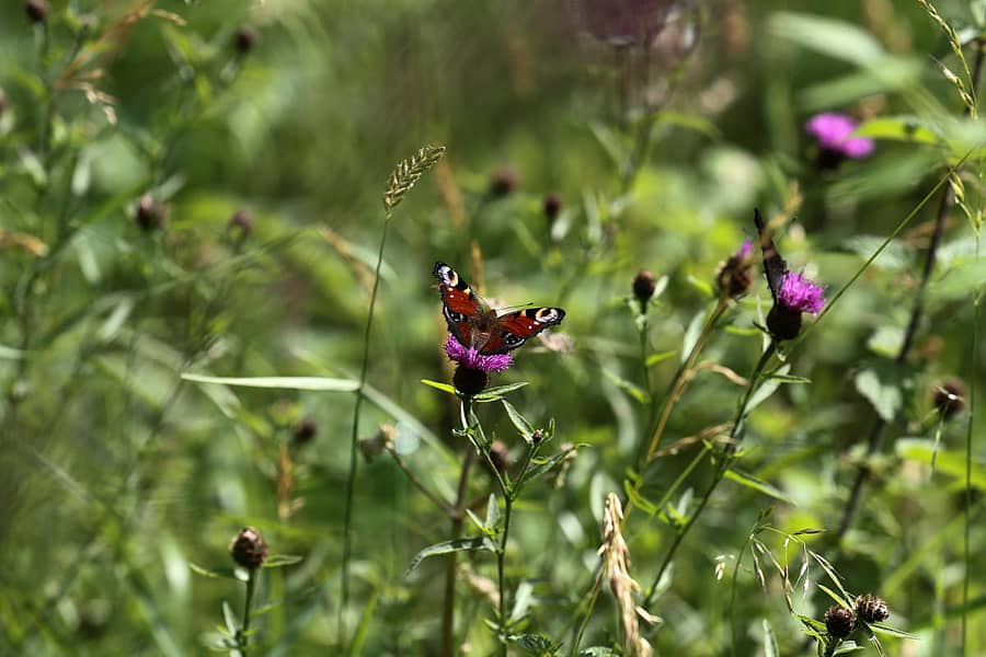 ಸಾಂದರ್ಭಿಕ ಚಿತ್ರ