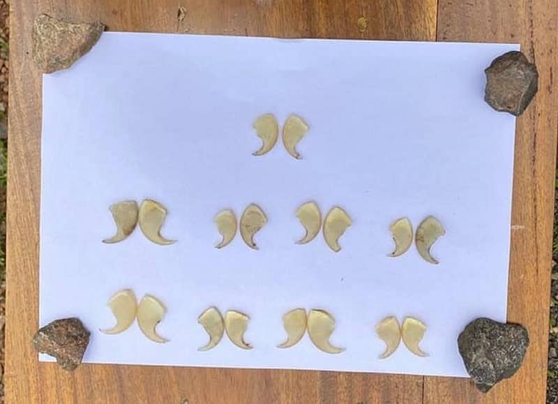 ಹೊನ್ನಾವರ ಅರಣ್ಯ ವಿಭಾಗದ ವ್ಯಾಪ್ತಿಯಲ್ಲಿ ಬಂಧಿತ ಆರೋಪಿಗಳಿಂದ ವಶಕ್ಕೆ ಪಡೆಯಲಾದ ಚಿರತೆ ಉಗುರು.