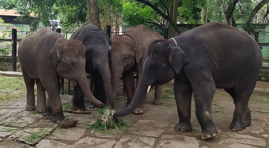 ಬನ್ನೇರುಘಟ್ಟ ಜೈವಿಕ ಉದ್ಯಾನದಲ್ಲಿ ವಿಶ್ವ ಆನೆ ದಿನಾಚರಣೆ ಅಂಗವಾಗಿ ಆನೆಗಳಿಗೆ ಪೌಷ್ಟಿಕ ಆಹಾರ ಸೇವನೆ ಚಟುವಟಿಕೆ ಆಯೋಜಿಸಲಾಗಿತ್ತು