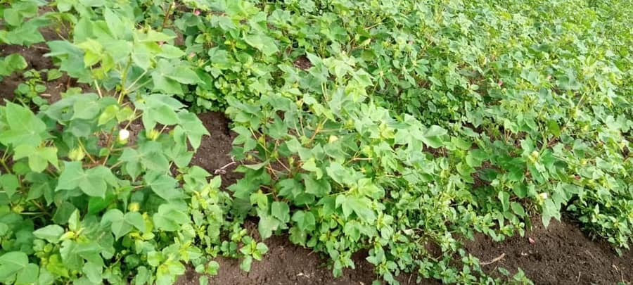 ರಾಯಚೂರು ತಾಲ್ಲೂಕು ನೆಲಹಾಳದ ರೈತ ಸಿದ್ರಾಮಪ್ಪ ಅವರ ಹತ್ತಿ ಜಮೀನು. ಬೆಳೆ, ಕಳೆ ವ್ಯತ್ಯಾಸ ಗೊತ್ತಾಗದಂತಿದೆ