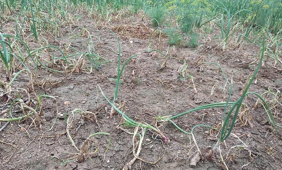 ಚಿತ್ರದುರ್ಗ ಜಿಲ್ಲೆಯ ಹಿರಿಯೂರಿನ ಹರ್ತಿಕೋಟೆಯ ರೈತರೊಬ್ಬರ ಜಮೀನಿನಲ್ಲಿ ಈರುಳ್ಳಿ ಬೆಳೆಯೂ ಕೊಳೆರೋಗ ಹಾಗೂ ನೇರಳೆ ಮಚ್ಚೆ ರೋಗಬಾಧೆಗೆ ಕೊಳೆತು ಹೋಗುತ್ತಿರುವುದು