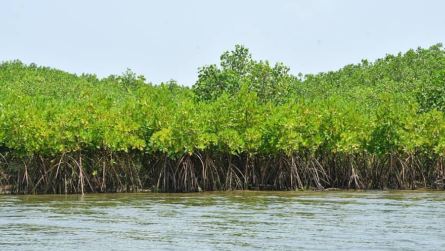 ಕಾರವಾರದ ಕಾಳಿ ನದಿಯಲ್ಲಿರುವ ಕಾಂಡ್ಲಾ ವನ (ಸಾಂದರ್ಭಿಕ ಚಿತ್ರ)
