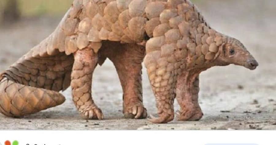 ಅಳಿವಿನ ಅಂಚಿನಲ್ಲಿ ಇರುವ ಚಿಪ್ಪುಹಂದಿ 