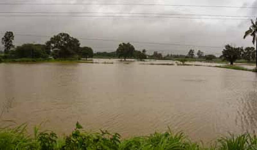 ಬೆಳಗಾವಿಯಲ್ಲಿ ನಿರಂತರ ಮಳೆಯಿಂದಾಗಿ ಬಳ್ಳಾರಿ ನಾಲಾ ಉಕ್ಕಿ ಹರಿದ ಪರಿಣಾಮ ತಾಲ್ಲೂಕಿನ ಬಸವನಕುಡಚಿ ಬಳಿ ಭತ್ತದ ಗದ್ದೆಗಳು ಸಂಪೂರ್ಣ ಮುಳುಗಡೆಯಾಗಿವೆ
