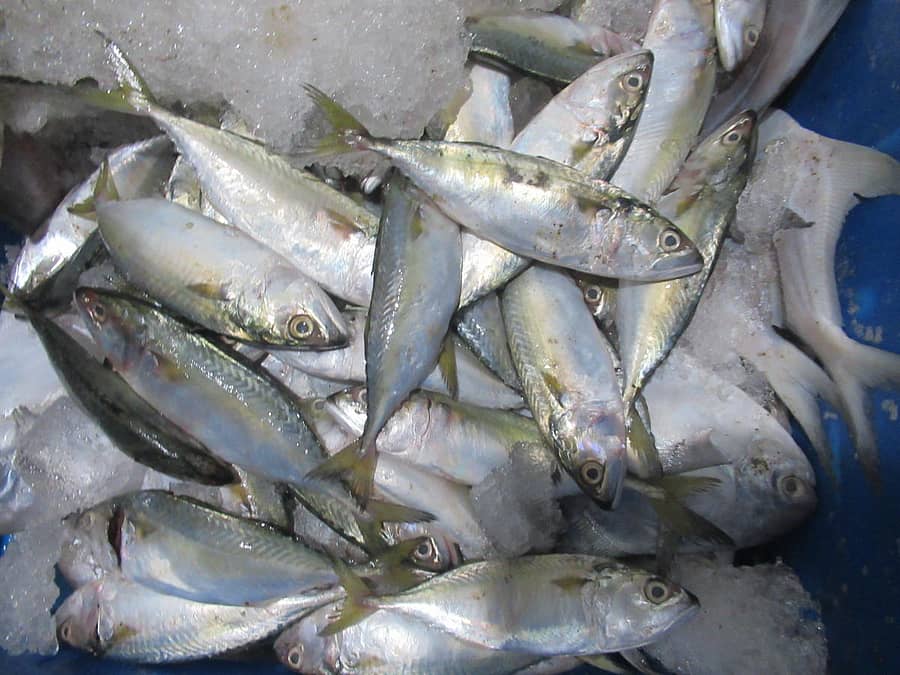 ಬಂಗುಡೆ ಮೀನು